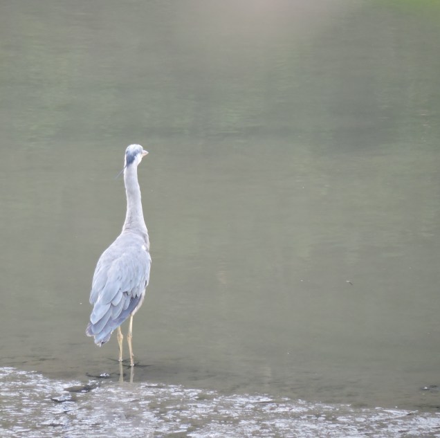 Grey Heron