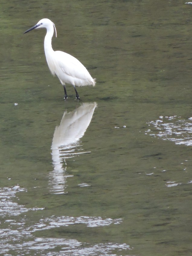 Little Egret