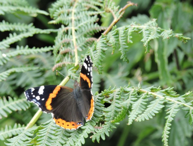 Red Admiral - jet black upper wings with bands of red and white spots and a single blue spot at the base of each hindwing.