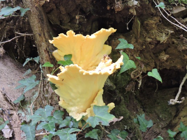 Oak Tree Bracket Fungus or Chicken in the Woods