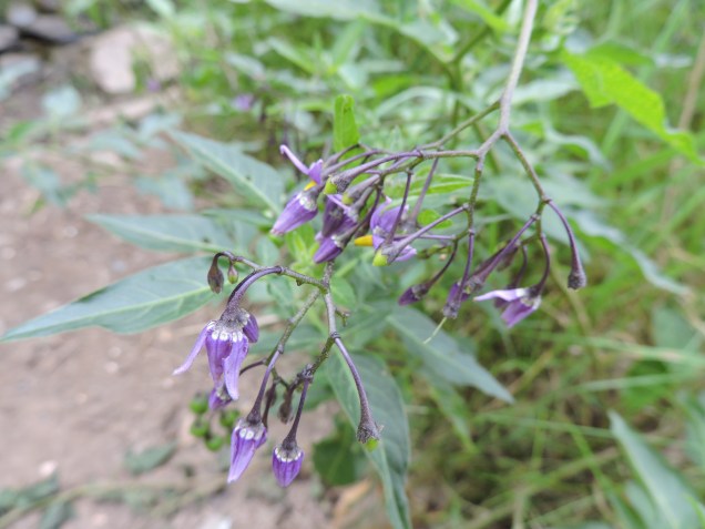 Woody Nightshade or Bittersweet