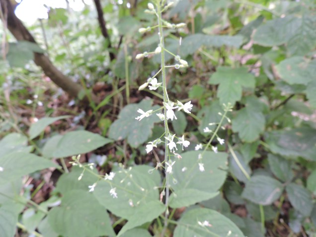 Enchanter's Nightshade