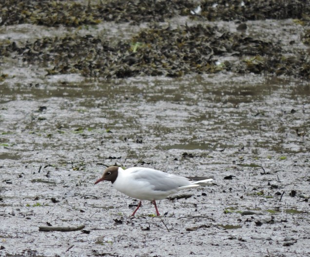 Black-headed gull