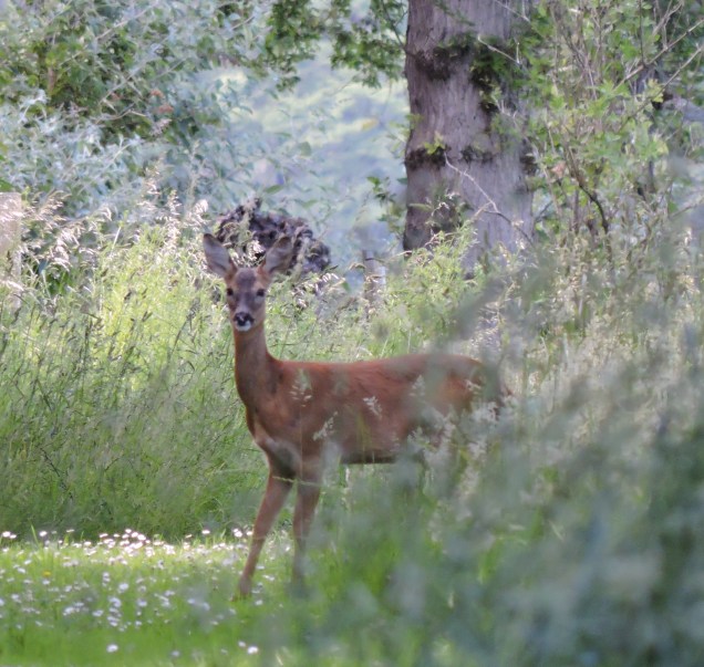 Roe Deer