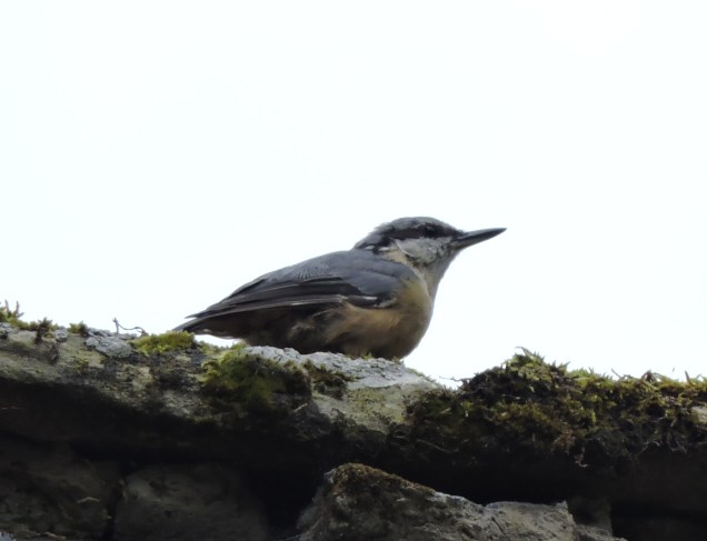 Nuthatch