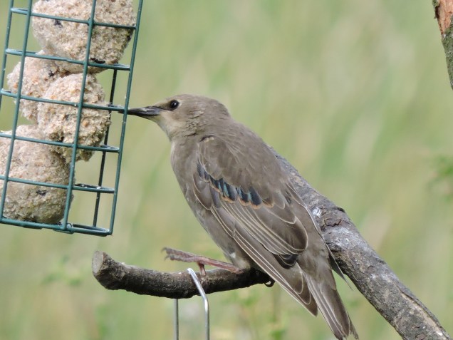 Juvenile Starling at Loch Leven