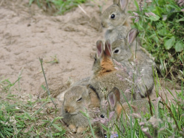 Family of rabbits outside the bird hide at Loch Leven