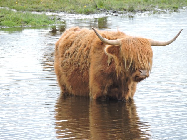 Highland Cow taking a dip at Loch Leven