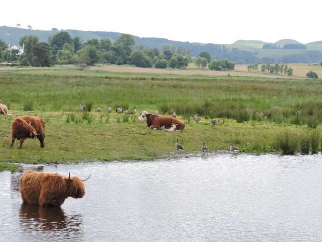 Highland Cow disturbs geese at Loch Leven