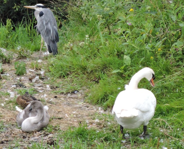 Heron and swans on the River Tweed