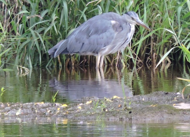 Heron on the Teviot