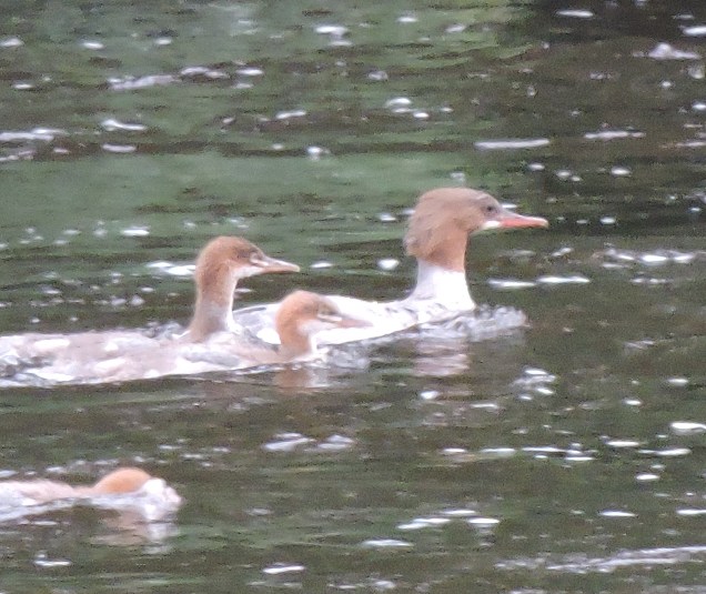 Goosander on the Teviot