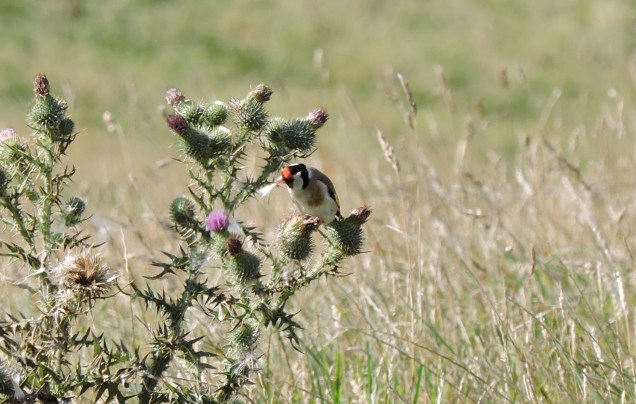 Goldfinch extracting a thistle seed.