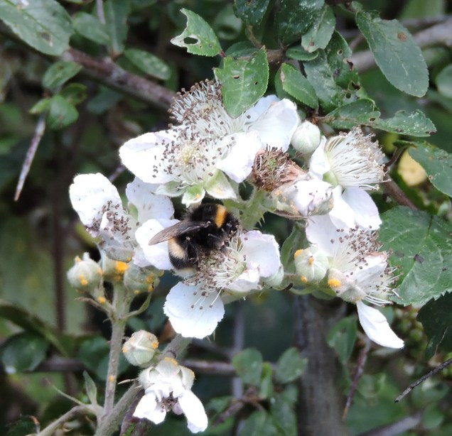 Bee enjoying the blackberry flower