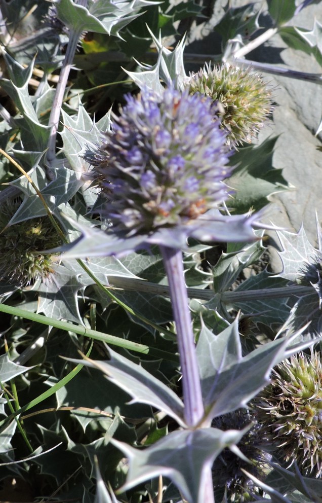 Sea Holly