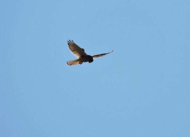 Kestrel 