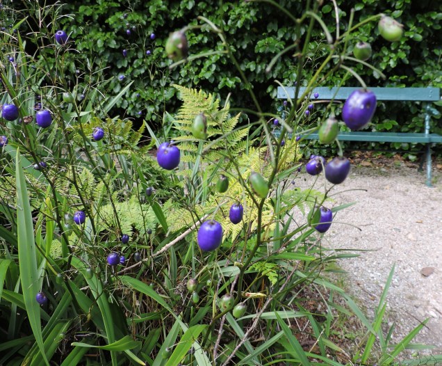 Dianella Tasmanica