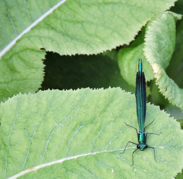 Female damselfly