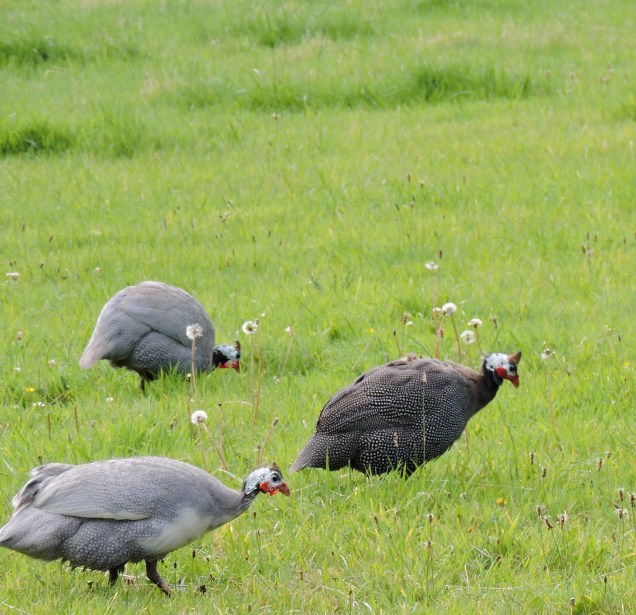 Guinea Fowl