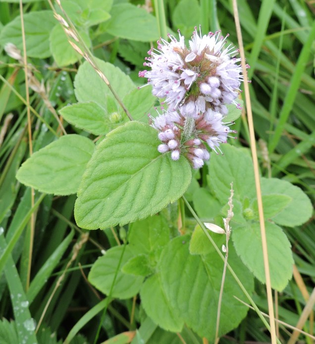 Water Mint