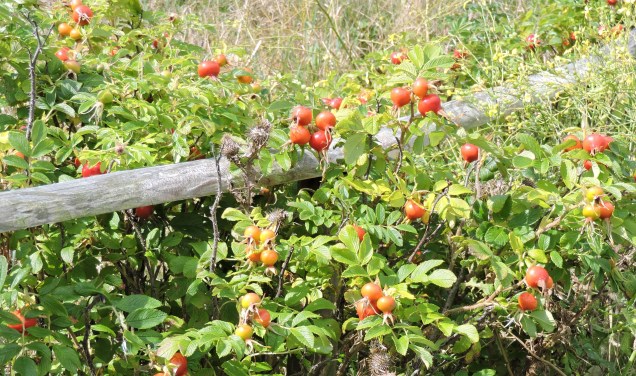 Rosehips