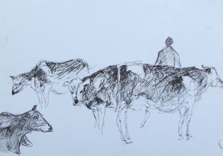 Cows sketch