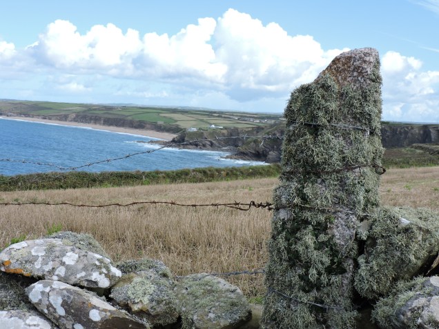 View back to Halzephron - look at all that lovely lichen proving that the air is clean up here!