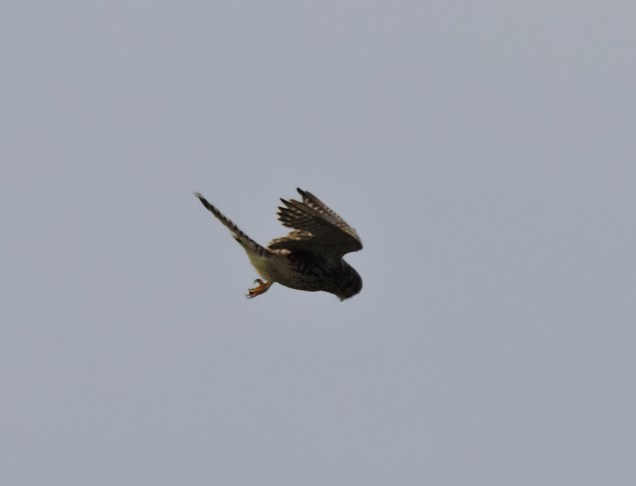 Kestrel diving for food