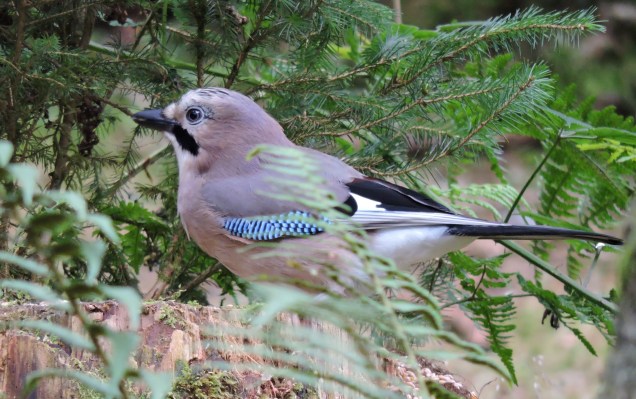 Jay - very shy birds these so I'm pleased to get a picture of this one!
