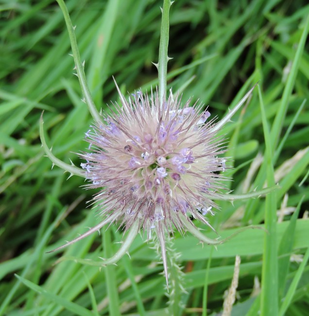 Cotton thistle - heraldic emblem of Scotland