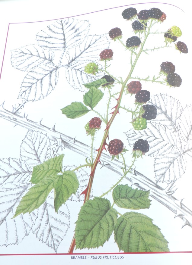 Bramble - Rubus Fruticosus - a painting by Christabel King in Edible Wild Plants and Herbs.