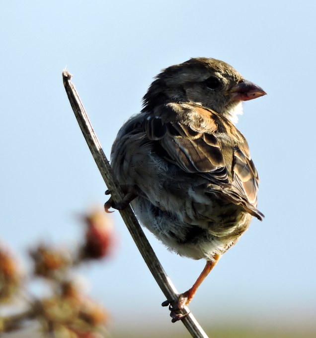 We debated whether they might be Tree Sparrows - but no, I don't think so - just House Sparrows